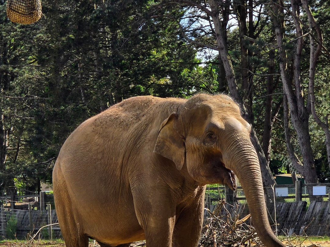 Whipsnade Zoo-邓斯特布尔必去景点