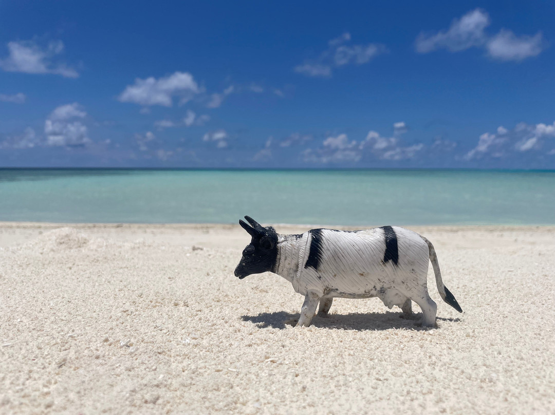 Local Travel Beach主图