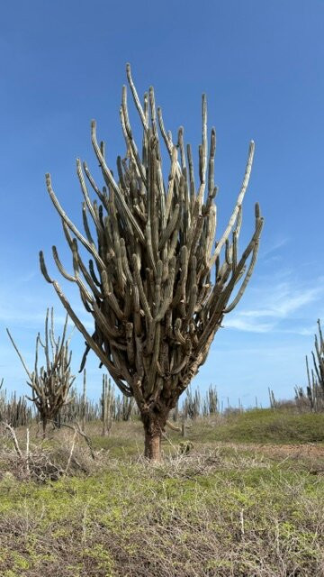Washington Slagbaai National Park-Rincon必去景点