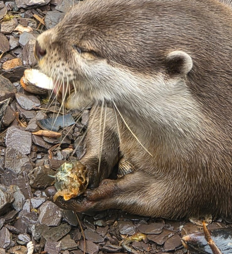 Welsh Mountain Zoo-科尔温湾必去景点