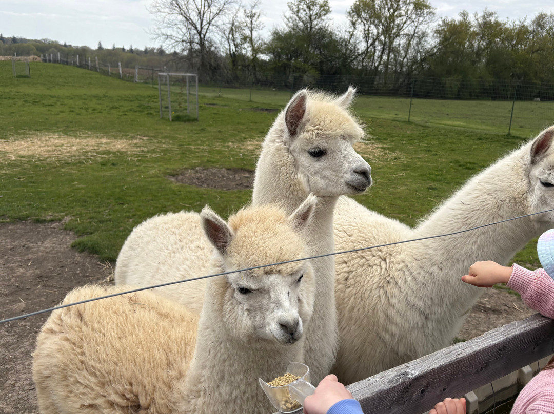 Cherry Lane Acres