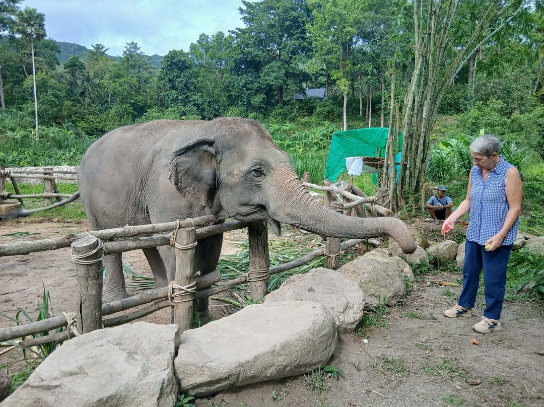 Phangan Elephant Sanctuary