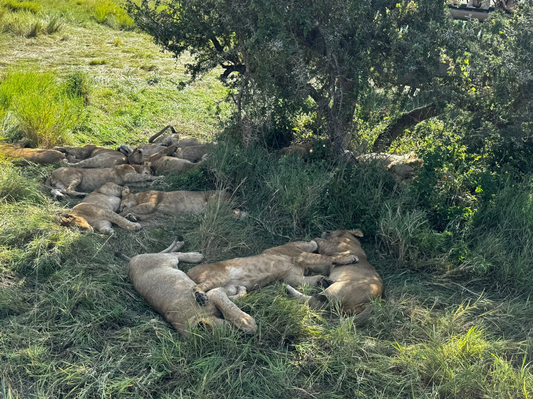 Tazama Africa Tours and Safari-阿鲁沙国家公园必去景点