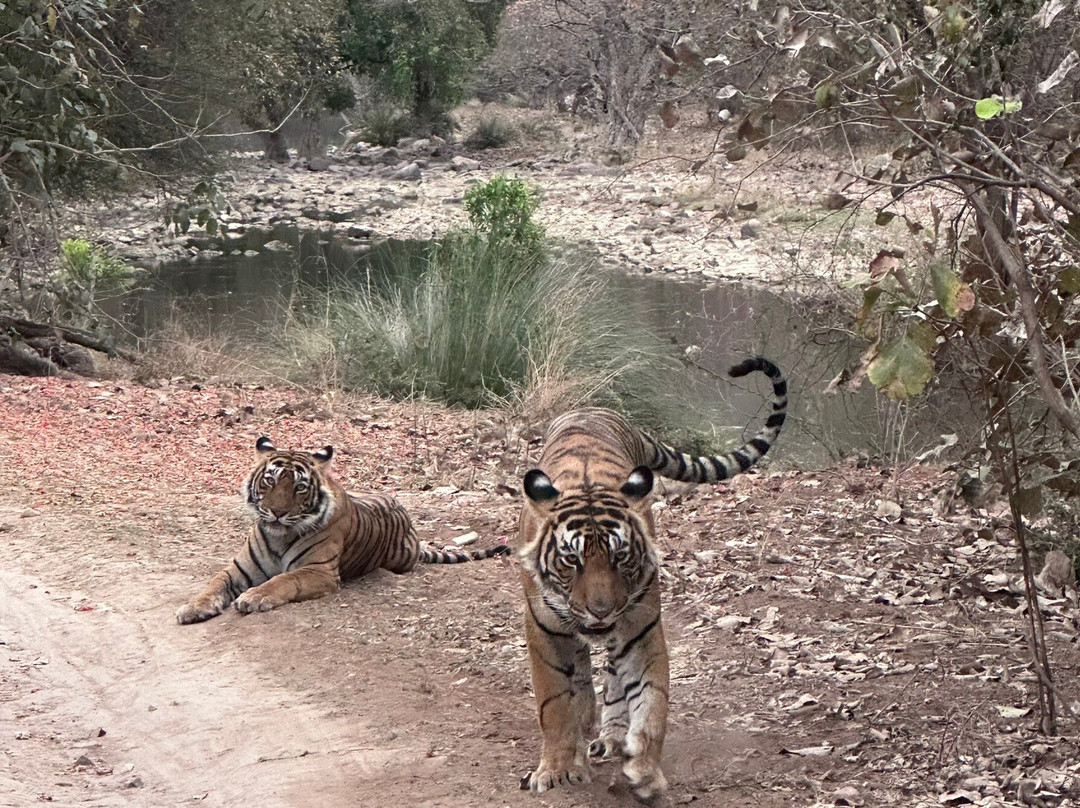 Ranthambore Tiger Safari-瑟瓦伊马托布尔必去景点