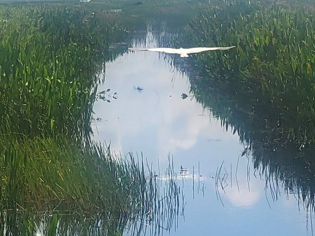 Grape Hammock Airboat & Alligator Tours-莱克威尔士必去景点
