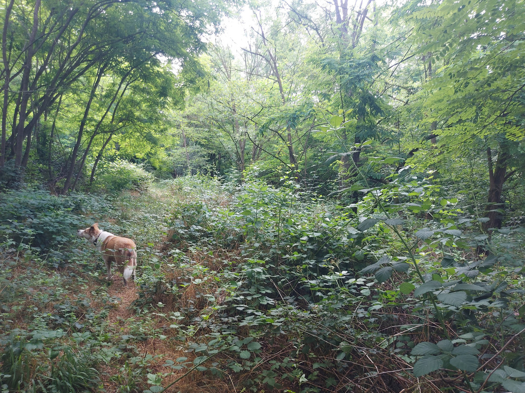 Bosco delle Sorti della Partecipanza-Trino必去景点