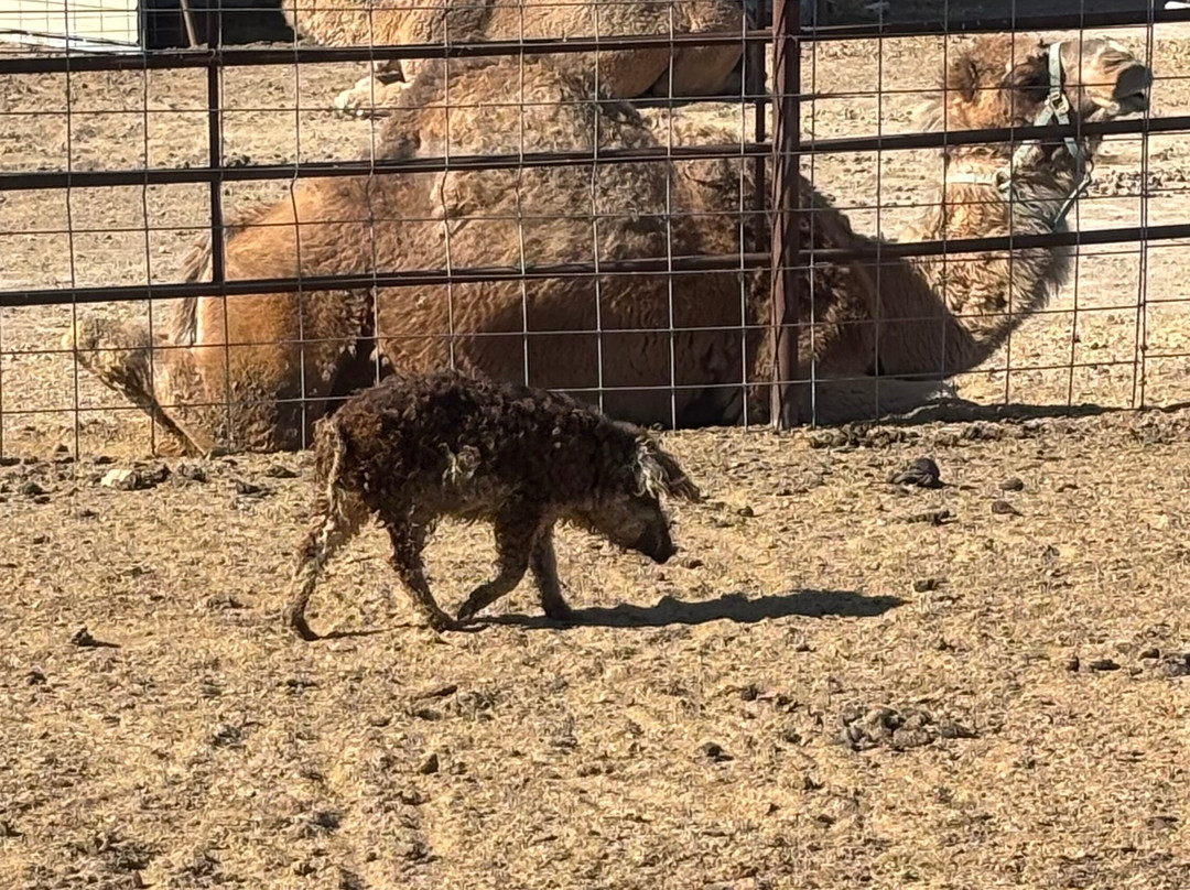 Utah Petting Zoo At Ivie Acres Farm-Grantsville必去景点