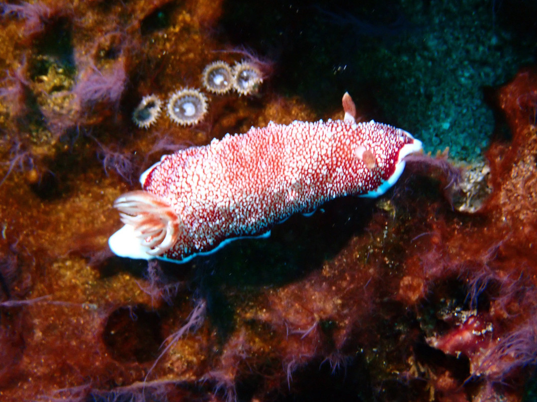 Diving Candidasa-甘地达萨必去景点