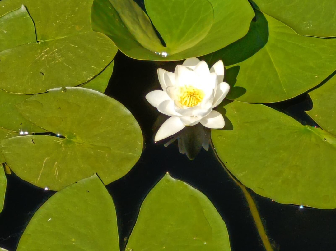 Complex Lotus