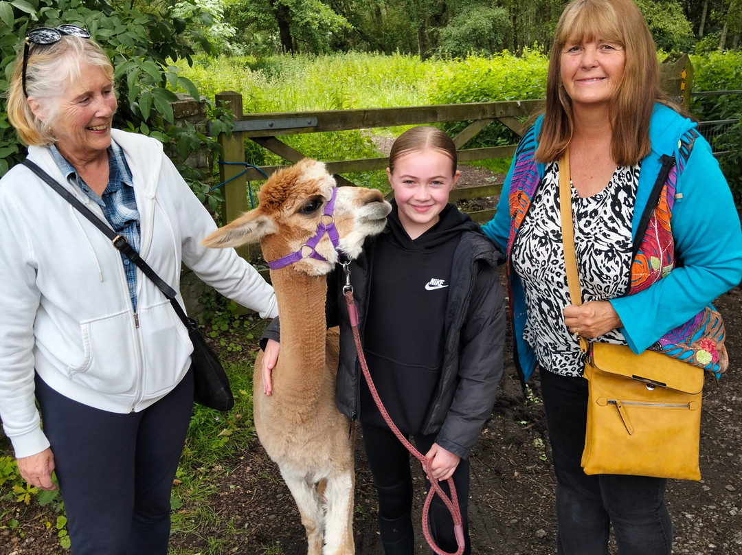 White Peak Alpaca Farm-Mobberley必去景点