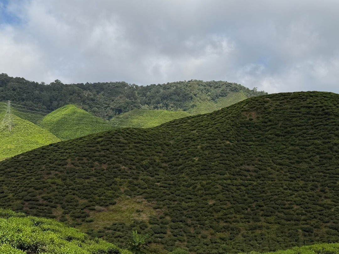 Cameron Valley Tea-丹那拉塔必去景点