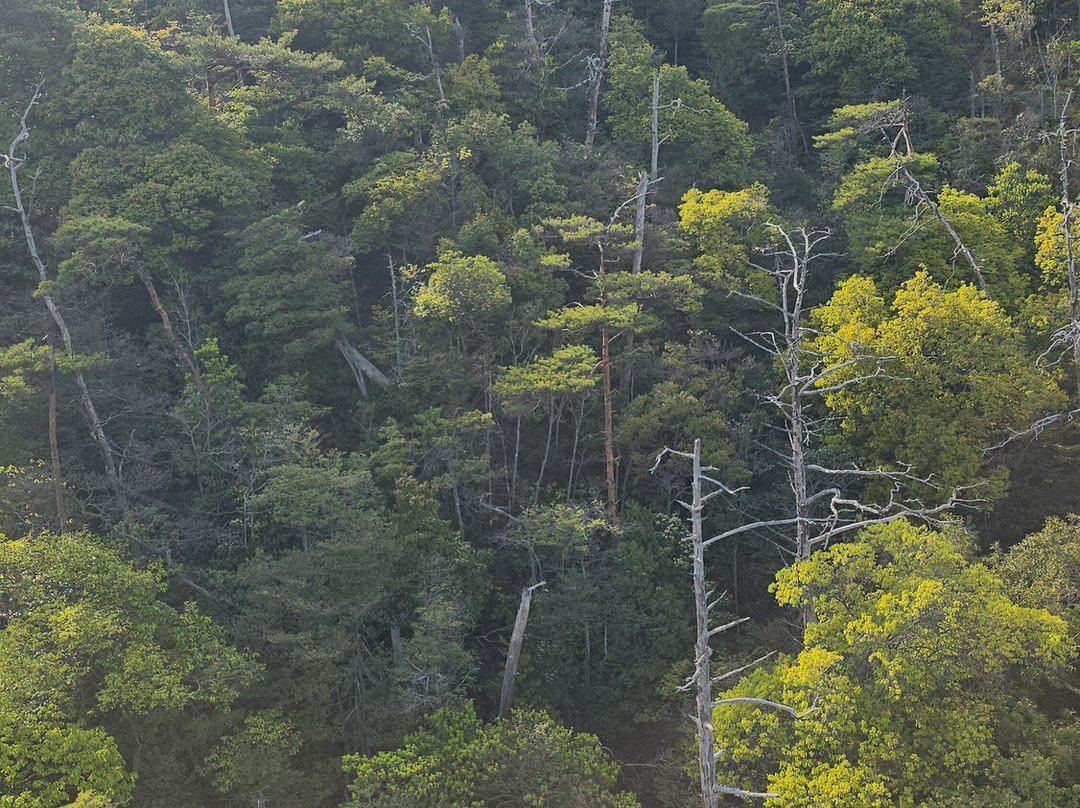 Miyajima Ropeway-廿日市市必去景点