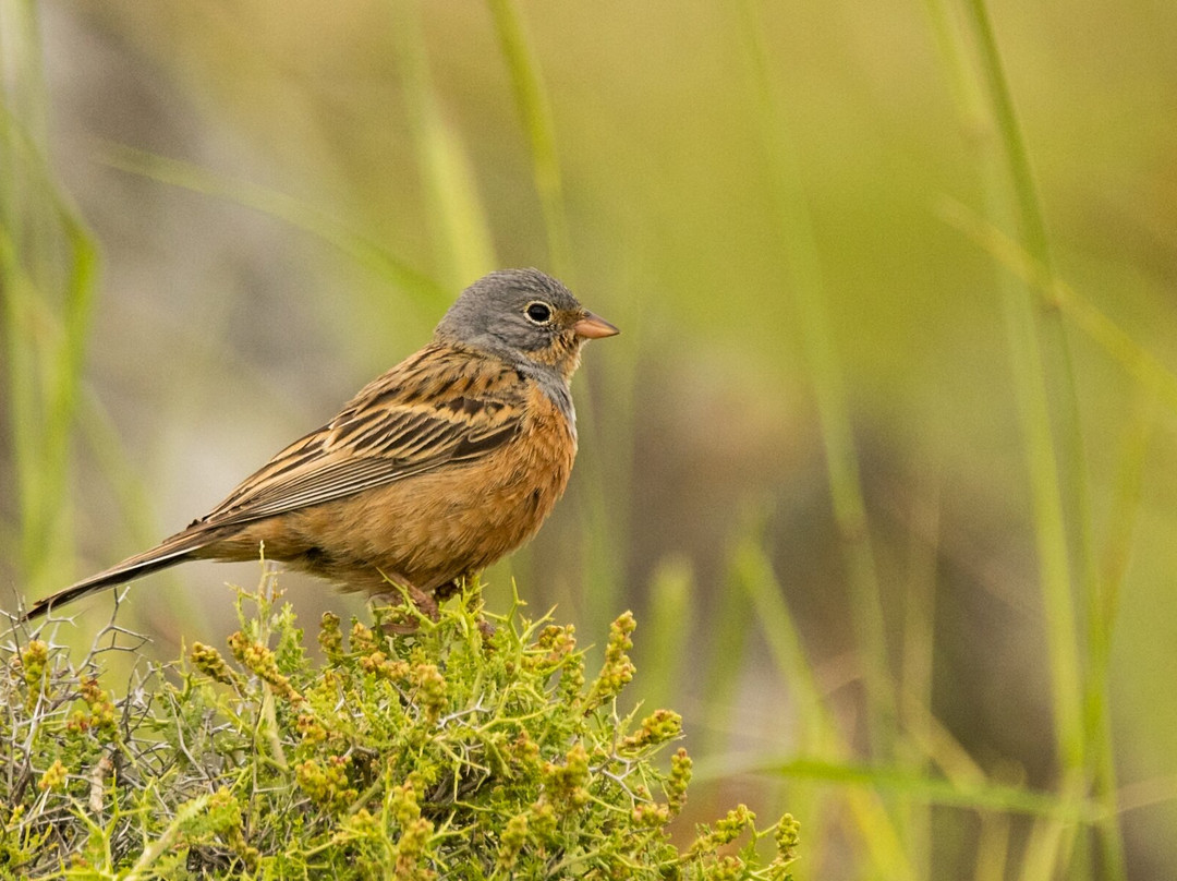 Greece Bird Tours-Marathon必去景点