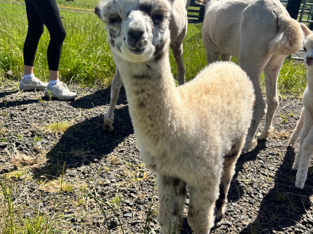 Bowbridge Alpacas Scotland-Peat Inn必去景点