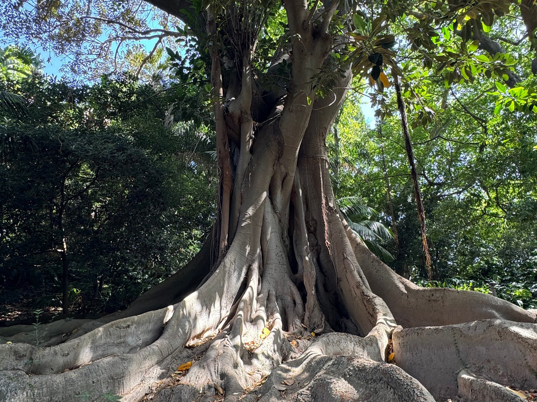 Jardín Botánico Histórico La Concepción-马拉加必去景点