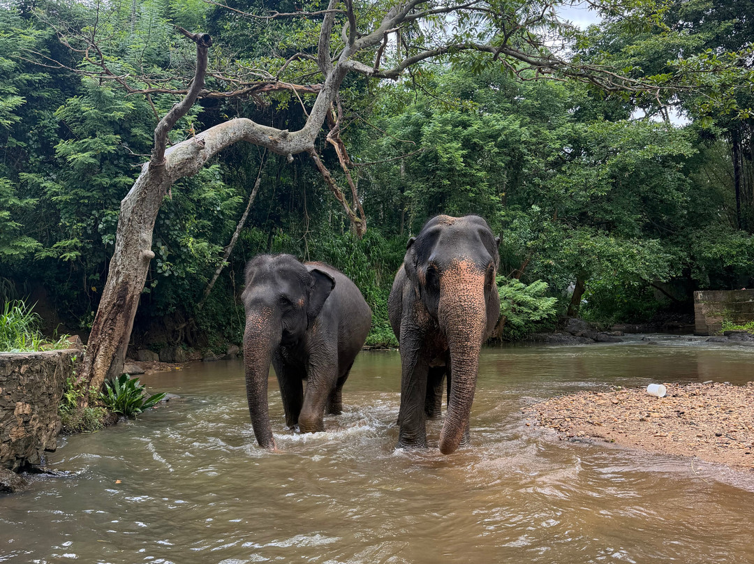 Elephant Freedom Project-凯格勒 必去景点