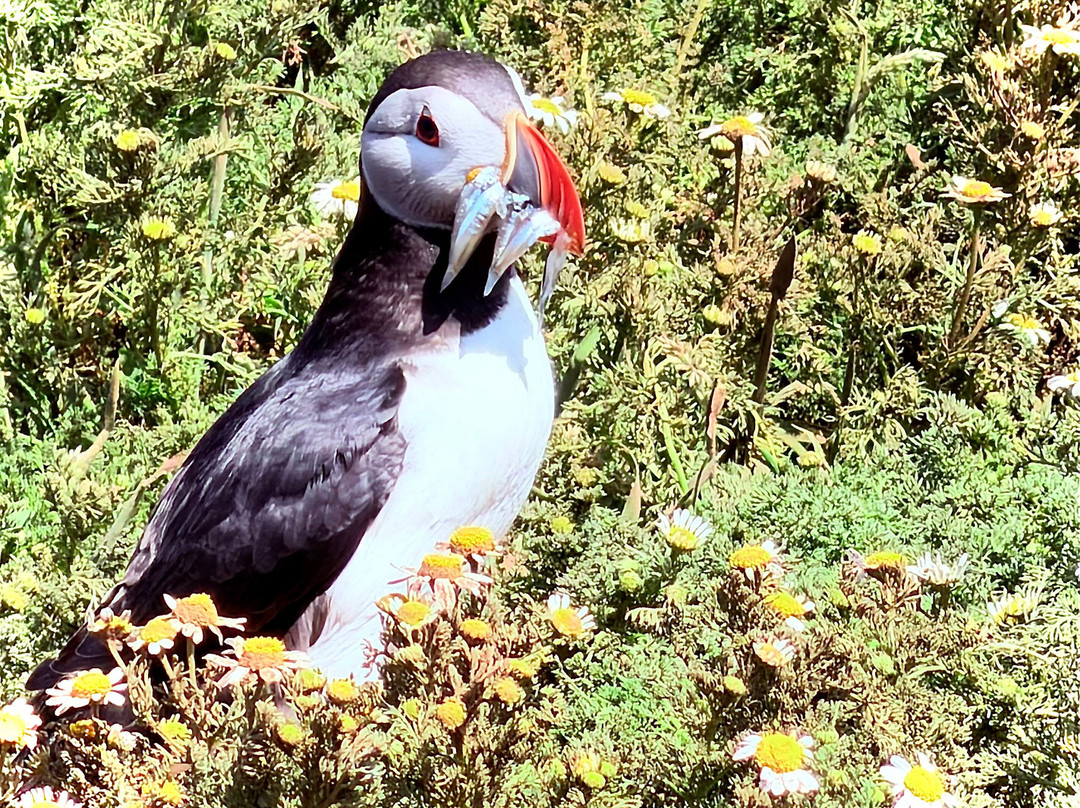 Pembrokeshire Islands Boat Trips-Marloes必去景点
