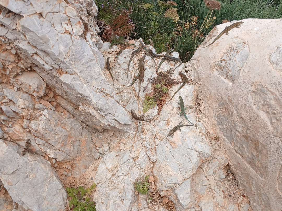 Sa Dragonera National Park-马洛卡岛必去景点