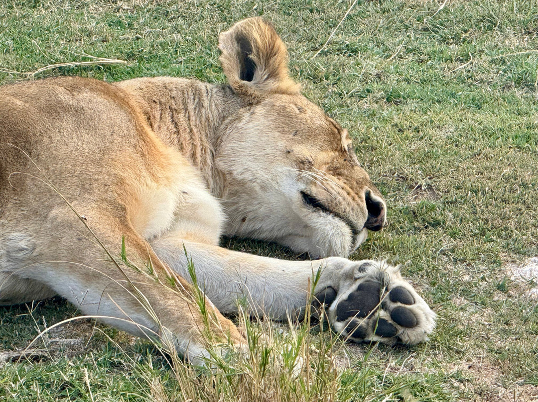 East Africa Adventure Tours and Safaris-马赛马拉国家野生动物保护区必去景点