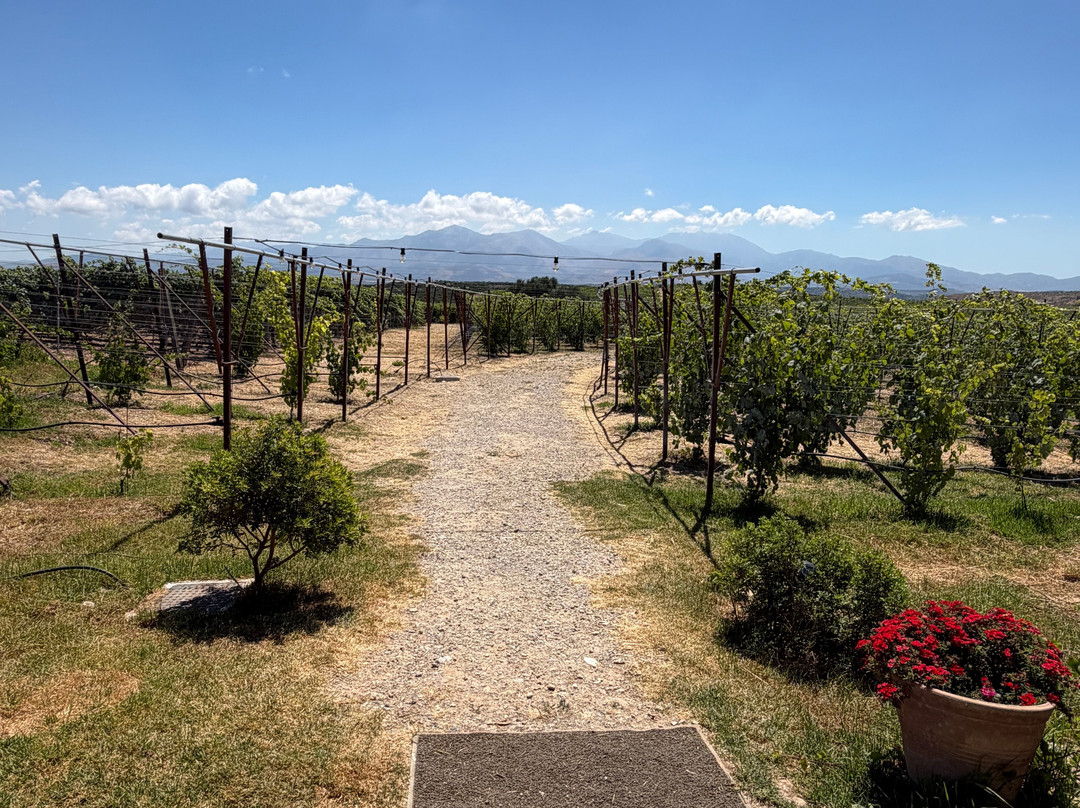Lyrarakis Winery-伊拉克利翁必去景点