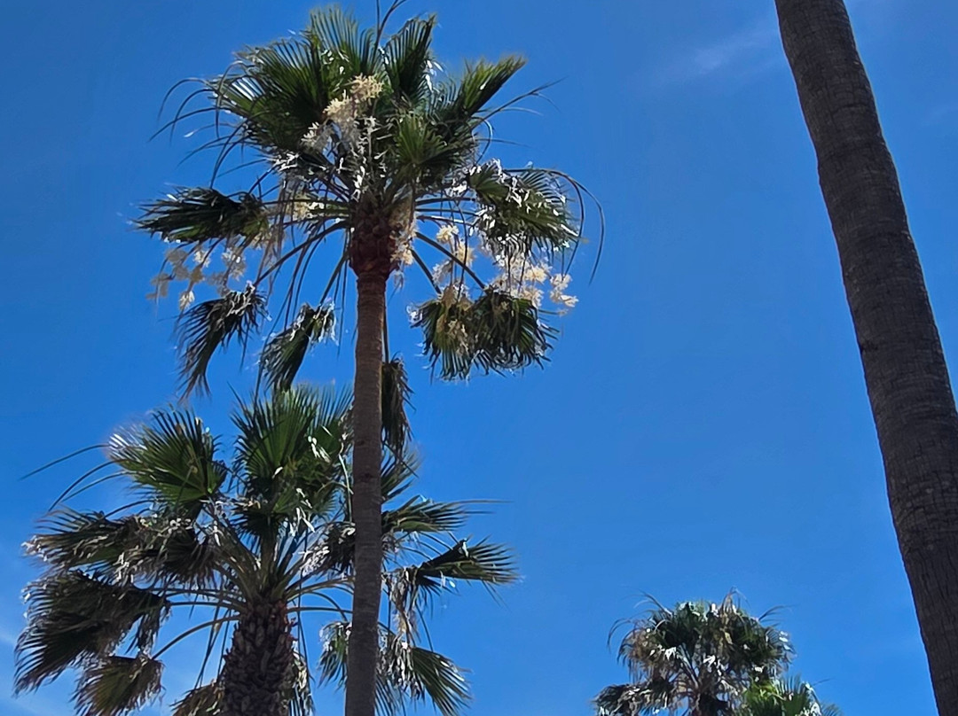 METT 马贝拉 – 埃斯特波纳主图