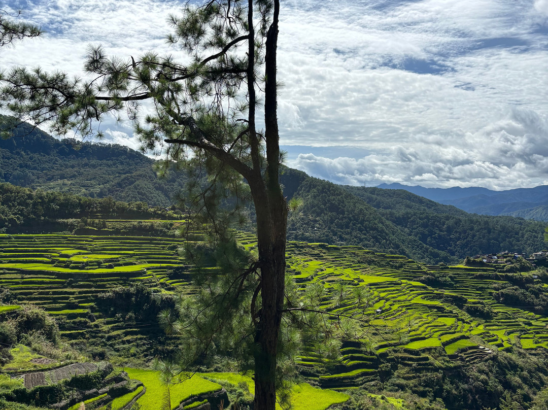 Maligcong Rice Terraces-Bontoc必去景点