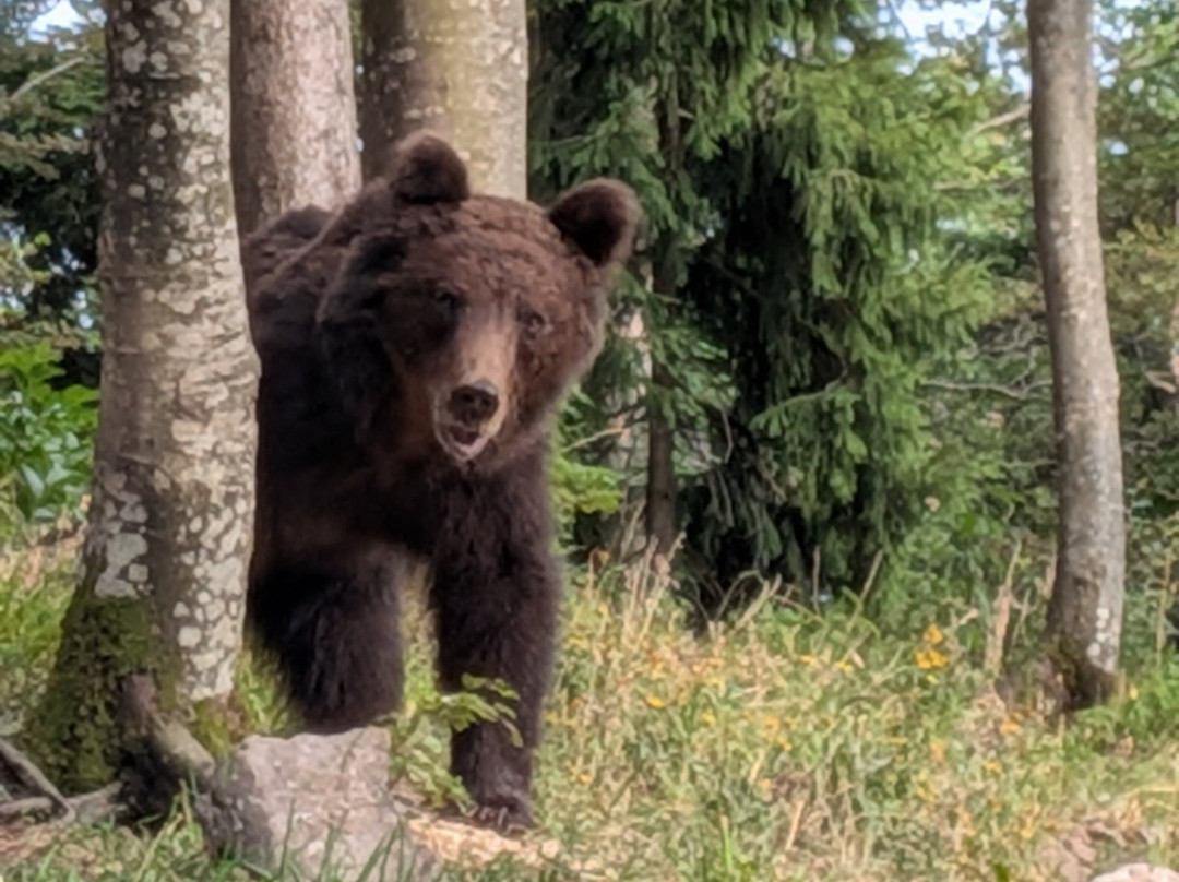 CROmedo-bearwatching-Cabar必去景点