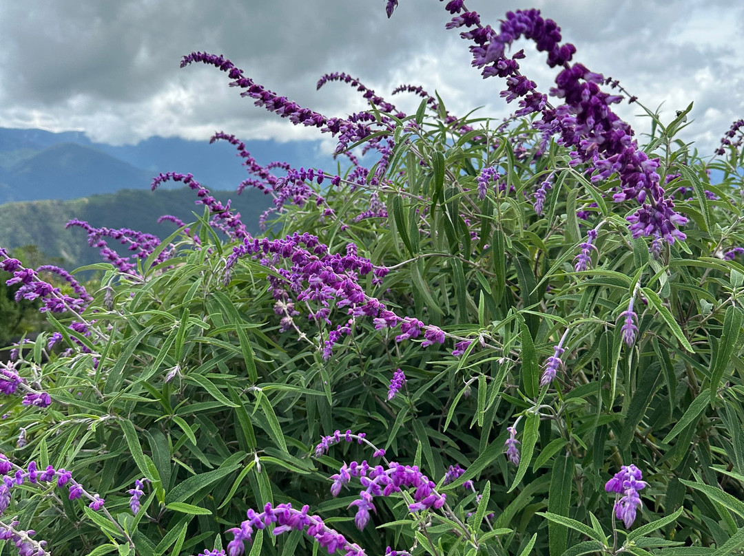 Northern Blossom Flower Farm-Atok必去景点