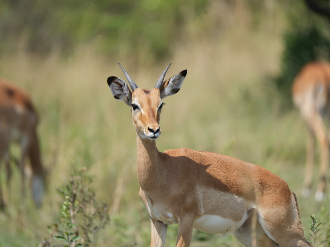 Great Serengeti Migration Safari Tour with TANZANIA SAFARI RADAR-Seronera必去景点