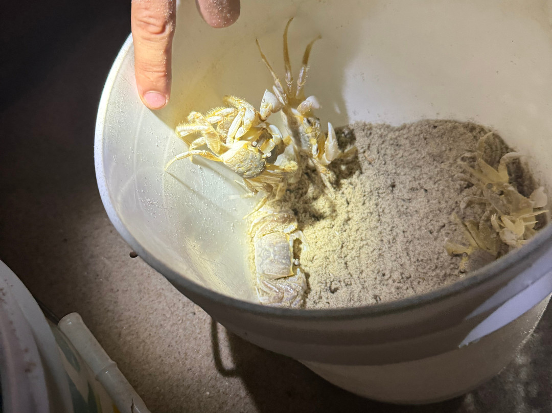 Ghost Crab Quest-Kitty Hawk必去景点