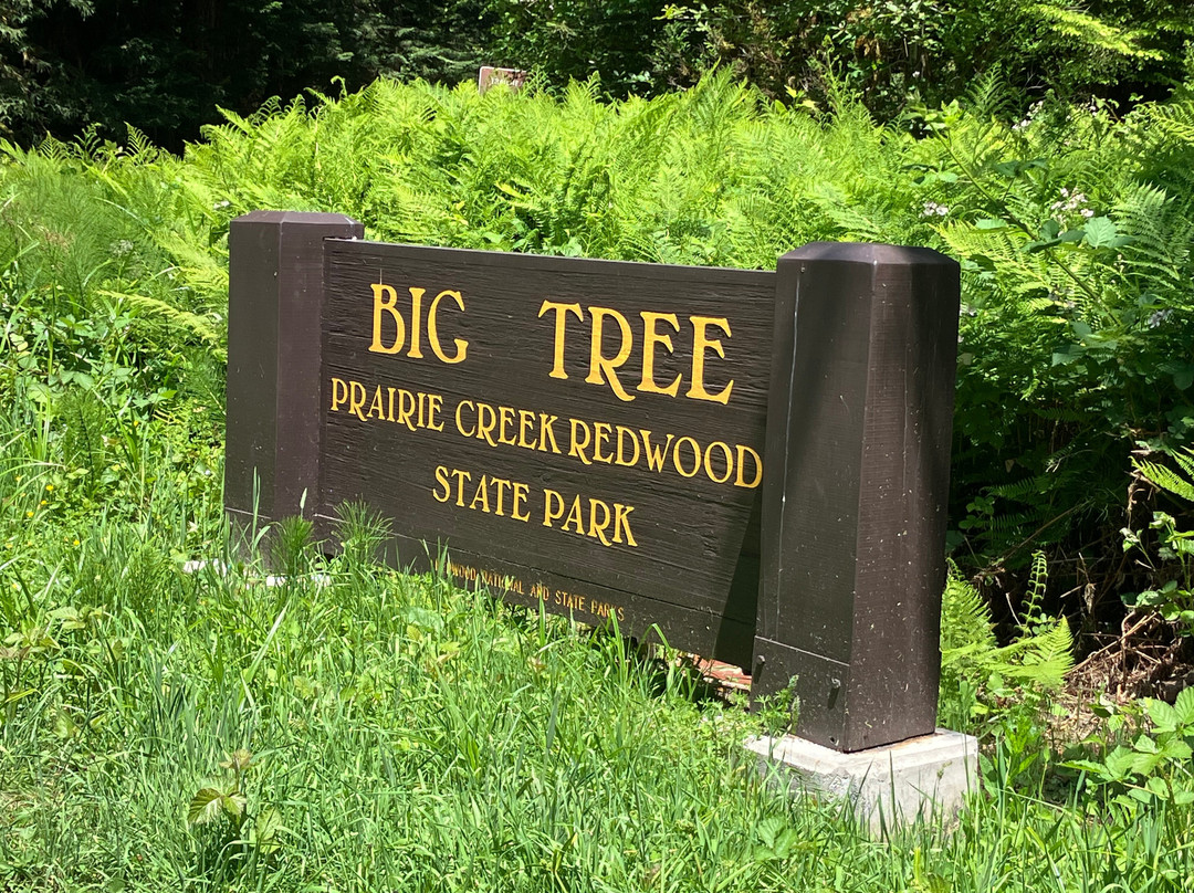 Big Tree-Orick必去景点