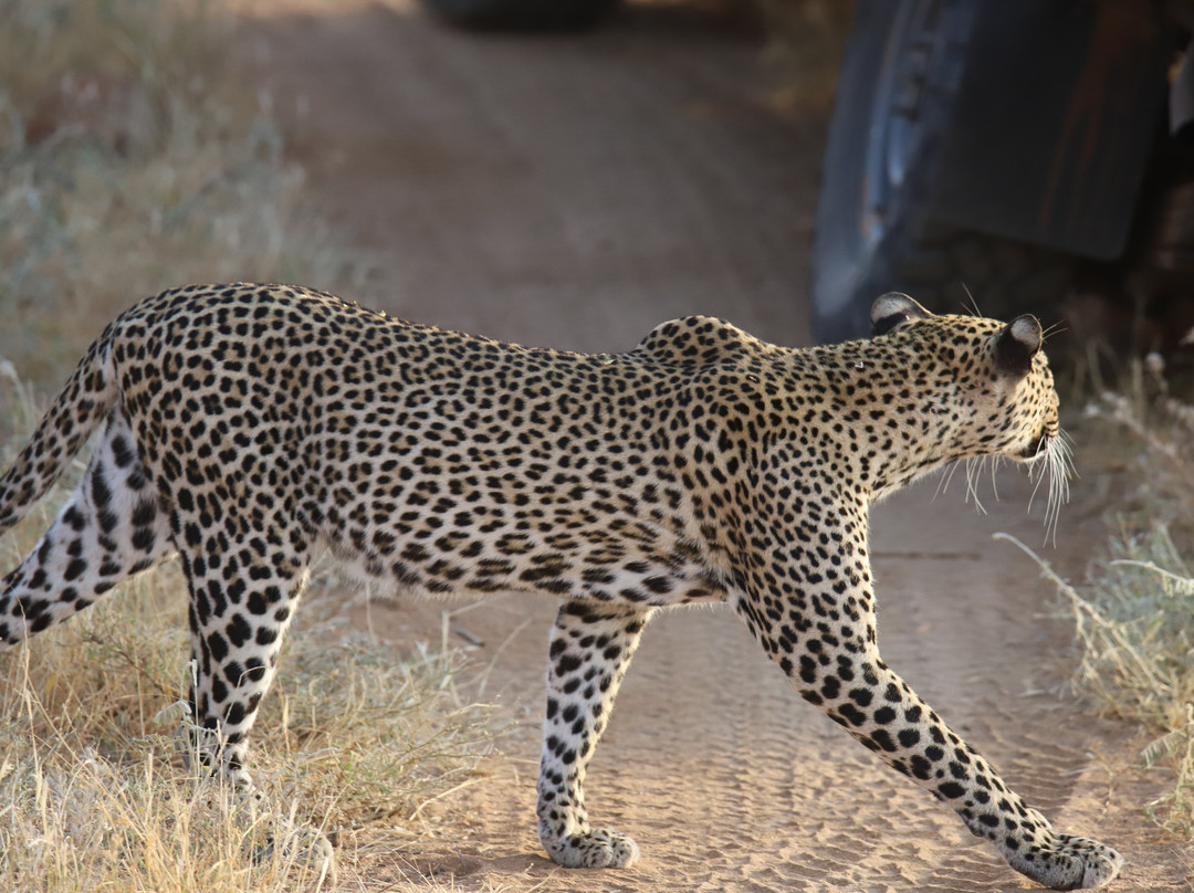 Samburu National Reserve-内罗毕必去景点