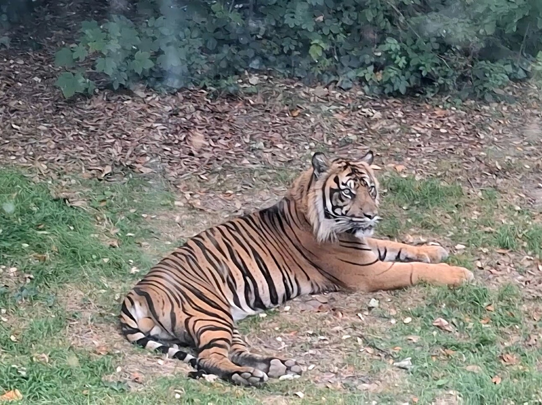 Fota Wildlife Park-Carrigtwohill必去景点