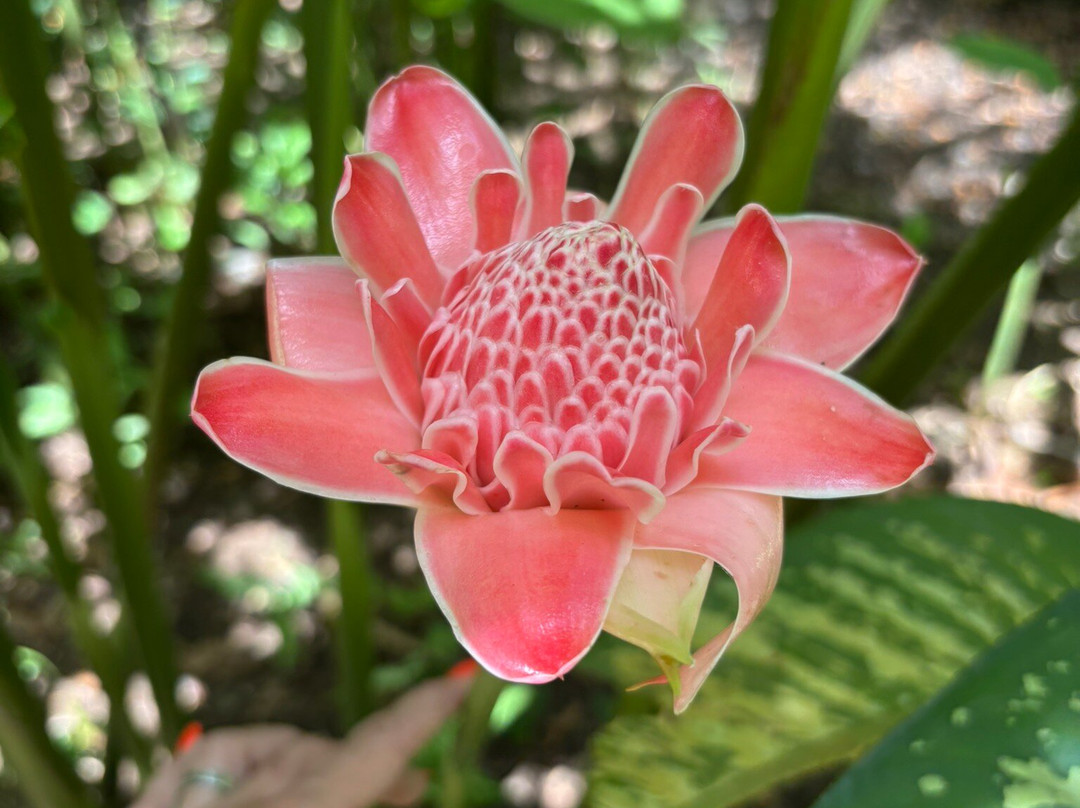 Jardin Botanique de Deshaies-Deshaies必去景点