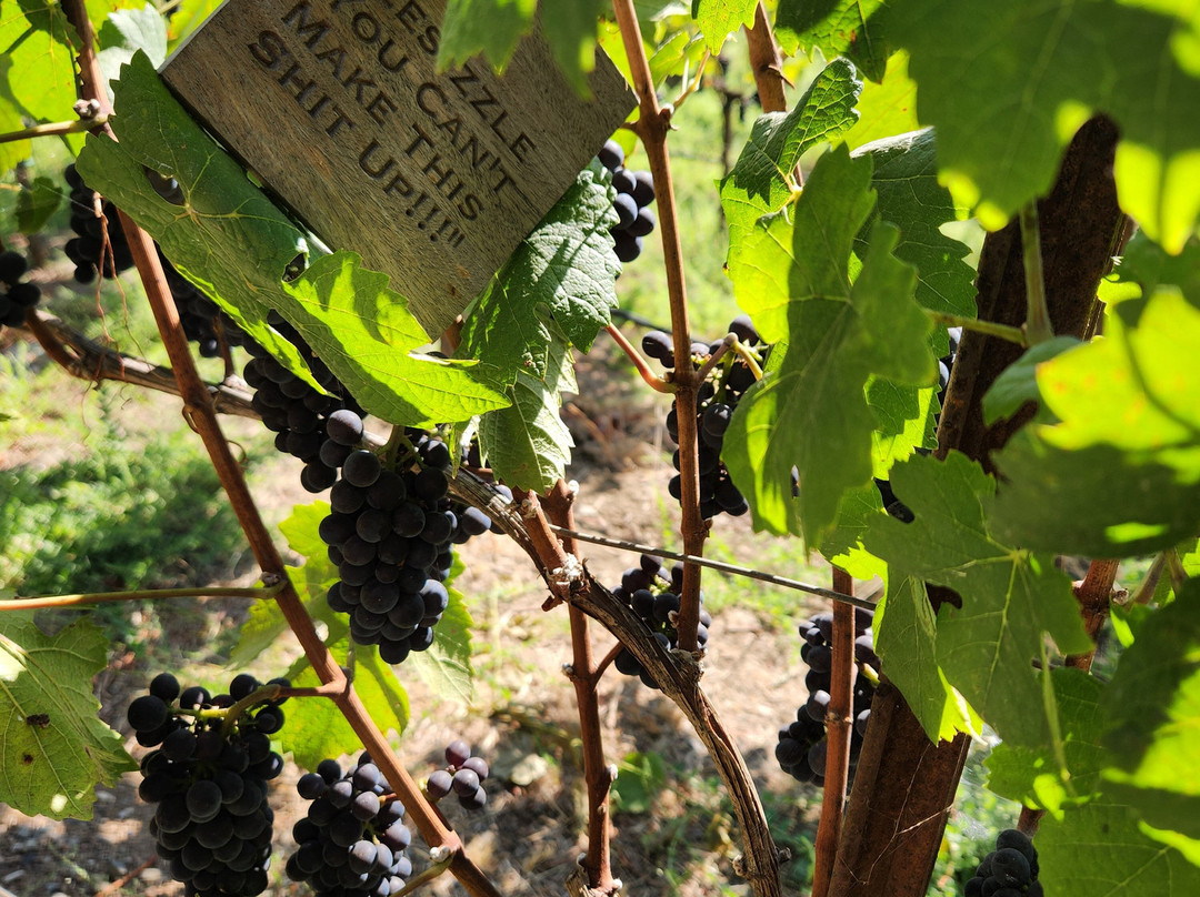 Gracianna Winery-希尔兹堡必去景点
