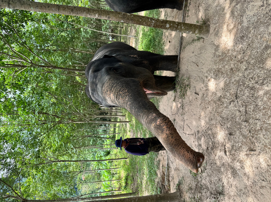 Khaothong Elephant Camp-Khao Thong必去景点