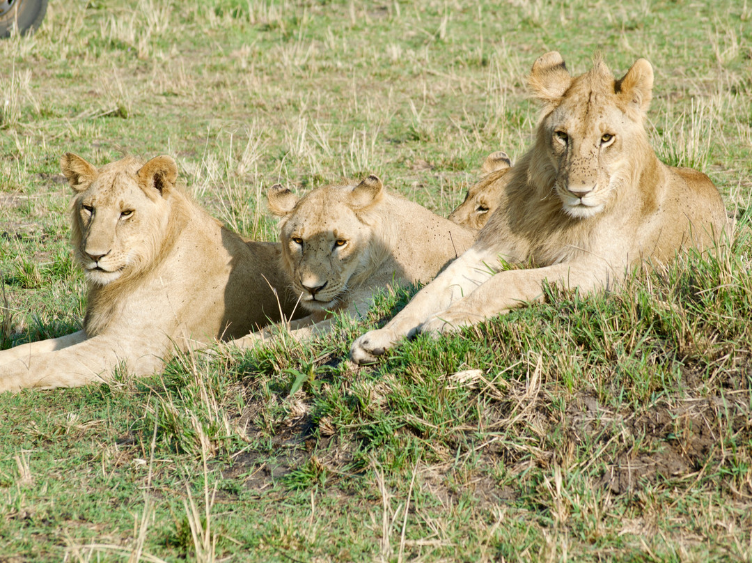Activentures Africa Safaris-坎帕拉必去景点