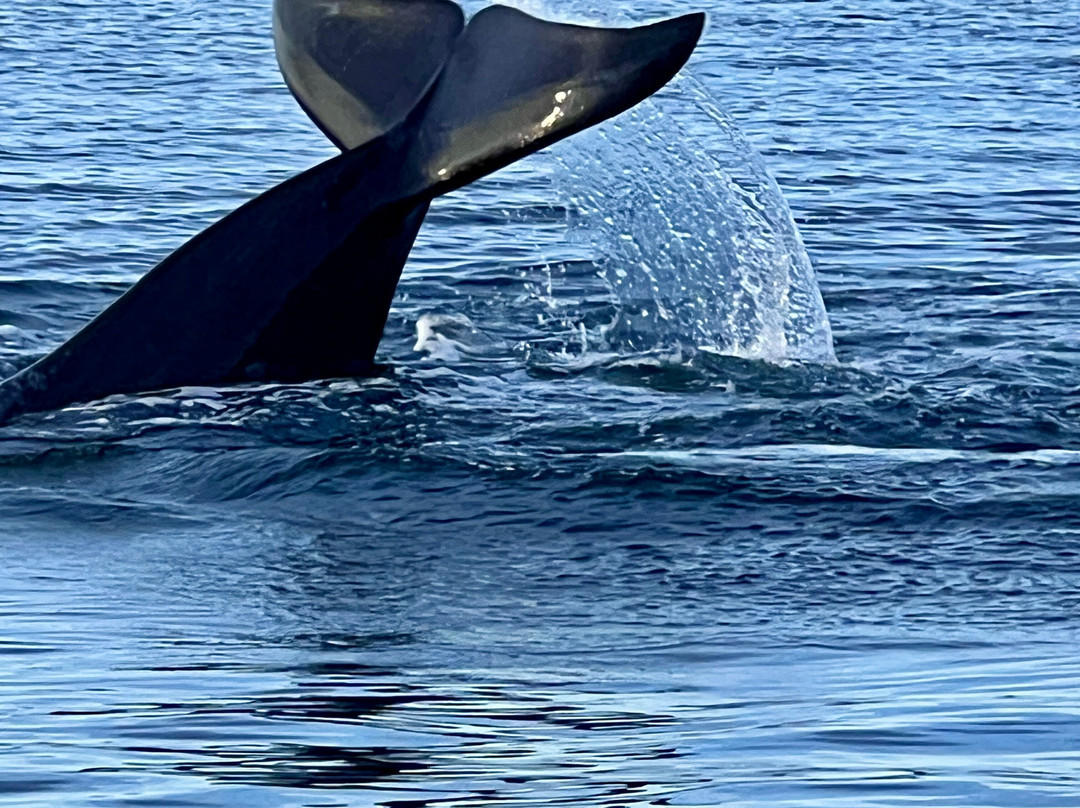 Capt. Mark's Whale and Seal Cruise-Pleasant Bay必去景点
