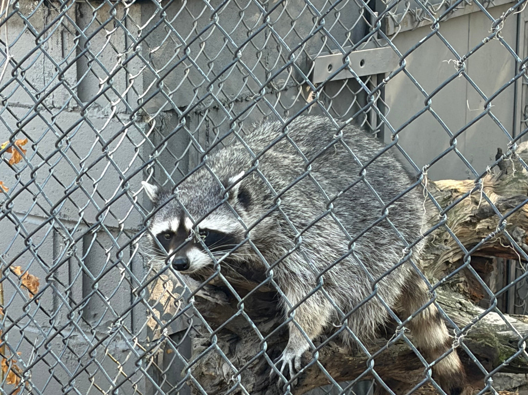 BC Wildlife Park-坎卢普斯必去景点