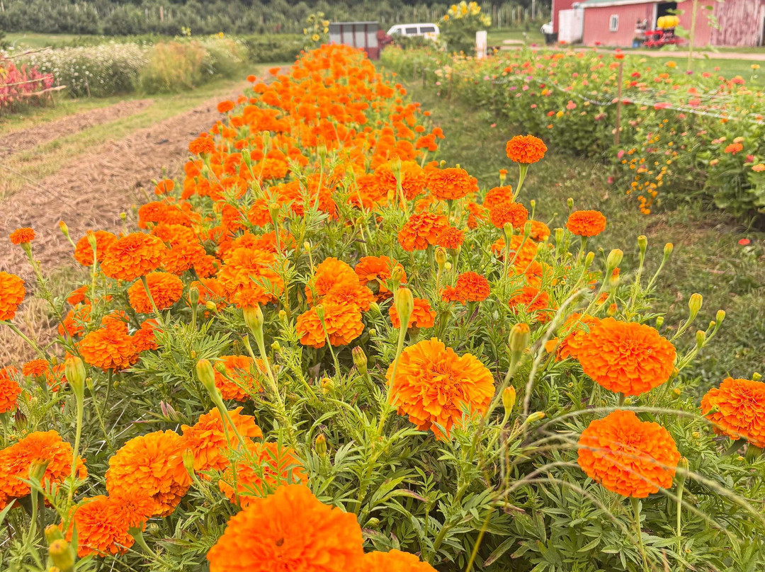 Sunnycrest Farm-Londonderry必去景点
