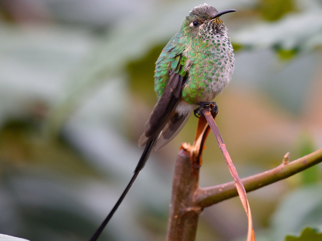 Ecuador Birds Tours-基多必去景点