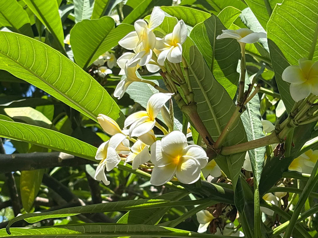 Jardines de la Marquesa-Arucas必去景点