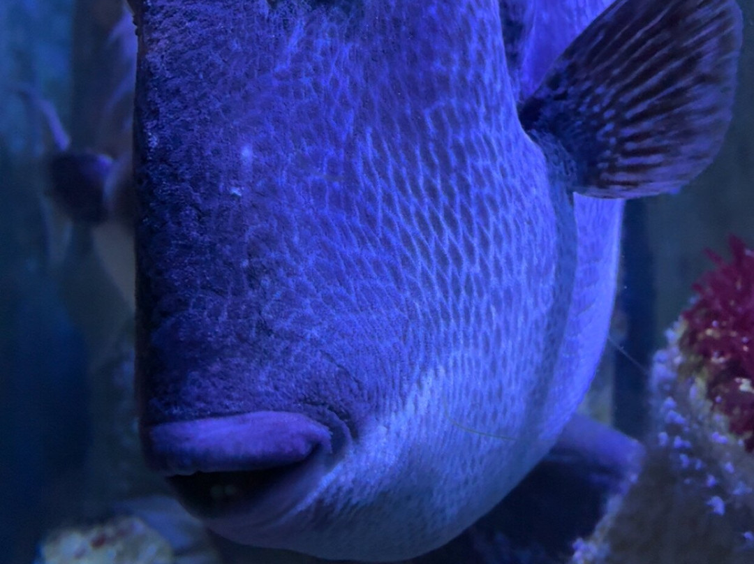 Grand Aquarium-圣马洛必去景点