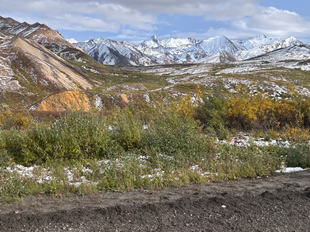 Tundra Wilderness Tour-Denali Park必去景点