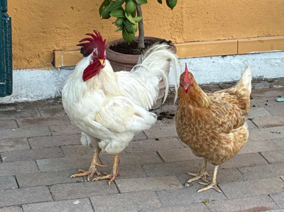 Villadose酒店住宿-Agriturismo Corte Filippi