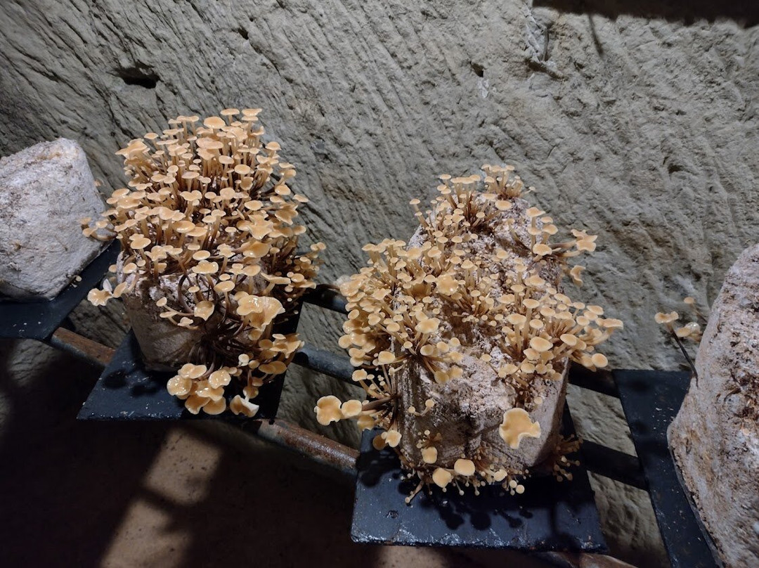 Musée du Champignon-梭缪尔必去景点