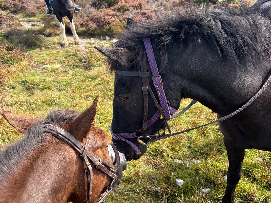 Snowdonia Riding Stables-卡那封必去景点