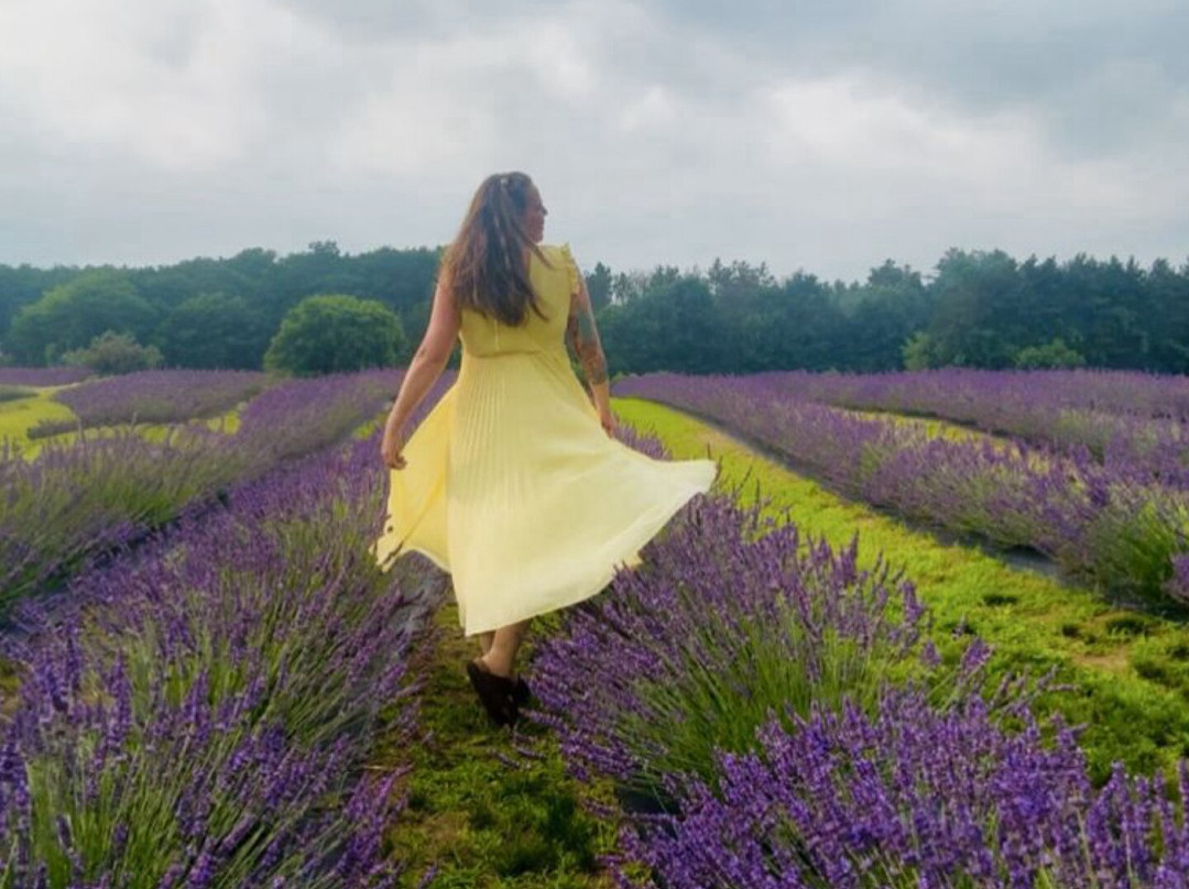 Lavender Valley Farm-Cookstown必去景点