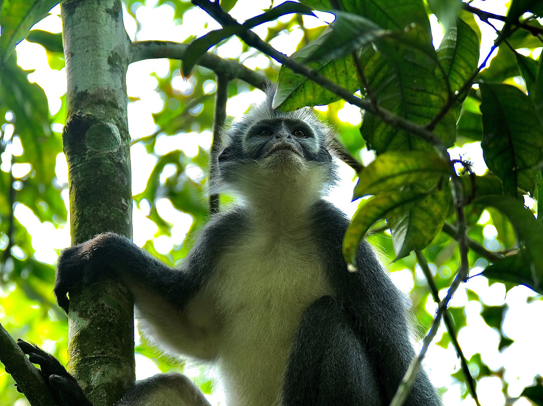 Bukit Lawang Travel-武吉拉旺必去景点