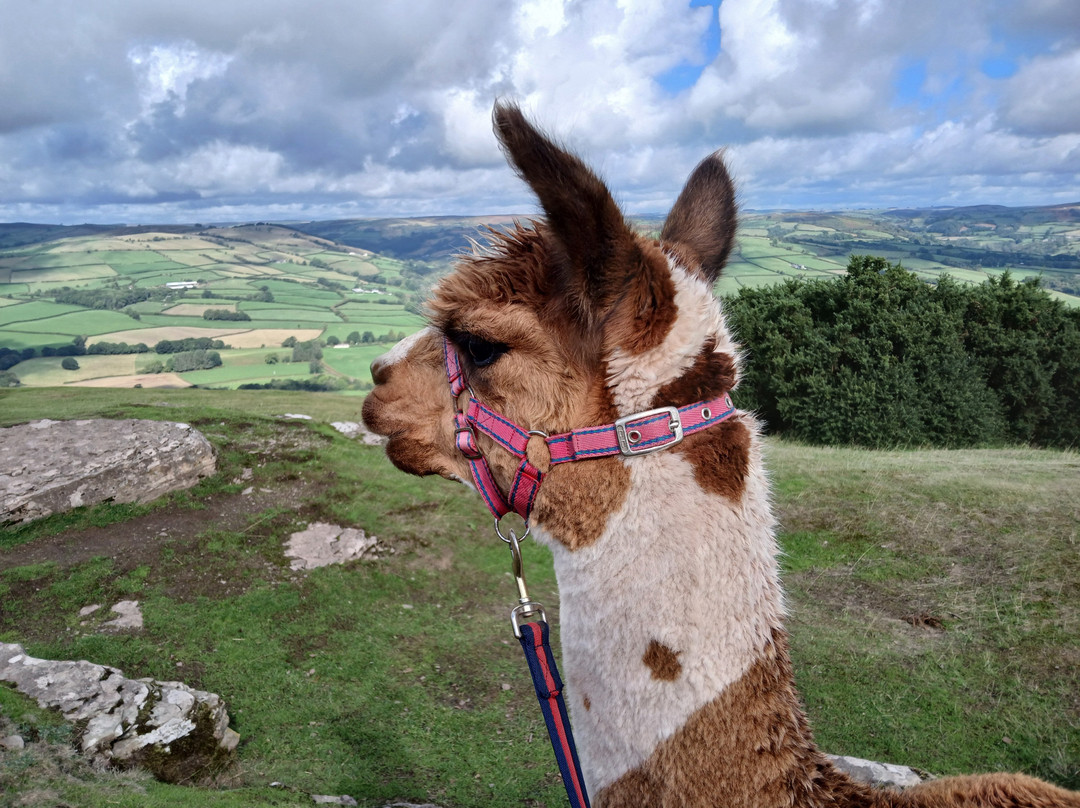 Alpaca My Boots